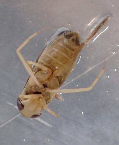 Sigara sp.